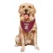 Colorado Avalanche Adam Deadmarsh  Burgundy Dog & Cat Pet Bandana