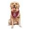 Colorado Avalanche Milan Hejduk  Burgundy Dog & Cat Pet Bandana