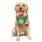 Green Colorado Avalanche Patrick Roy   Dog & Cat Pet Bandana